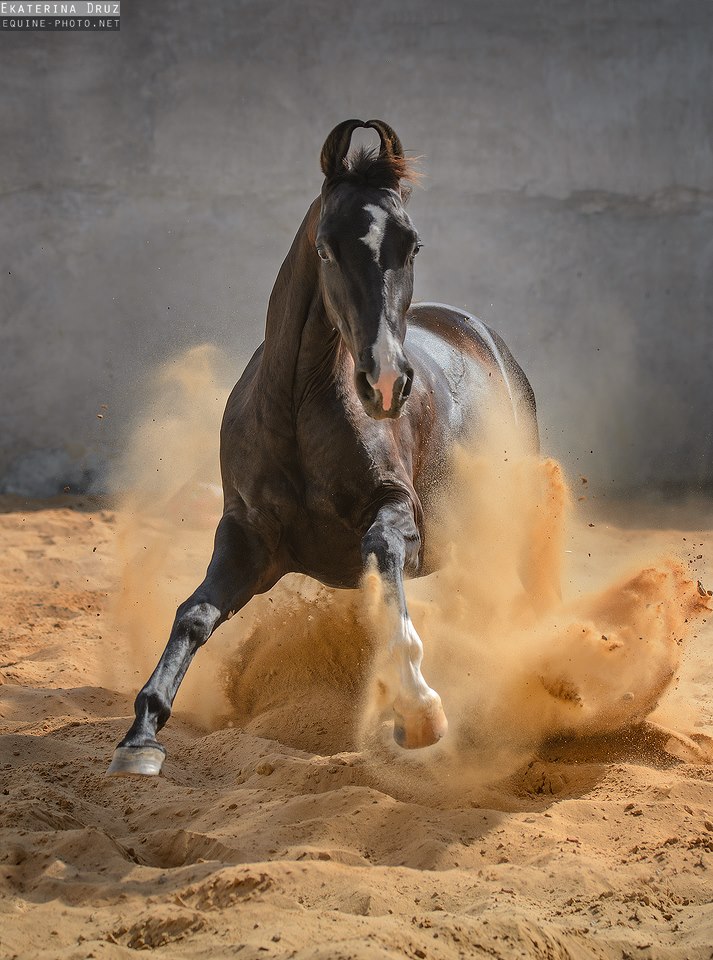Ekaterina Druz Horse Photographer - DS Studfarm Kumar Thakor Gujarat India